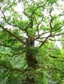 Quercus robur