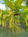 Quercus robur