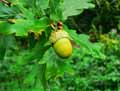 Quercus robur