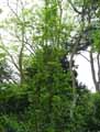 Quercus robur Fastigiata