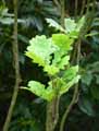 Quercus robur Fastigiata