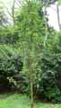 Quercus robur Fastigiata