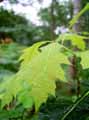 Quercus rubra