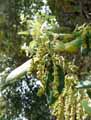 Quercus suber