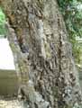 Quercus suber
