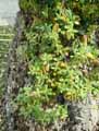 Quercus suber