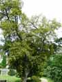 Quercus suber