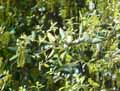 Quercus suber
