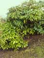 Aucuba himalaica