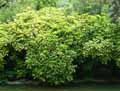 Aucuba japonica