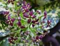 Aucuba japonica