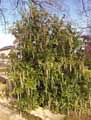 Garrya elliptica