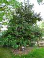 Garrya elliptica
