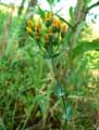 Blackstonia perfoliata
