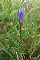 Gentiana pneumonanthe