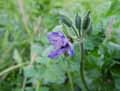 Erodium botrys