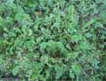 Geraniaceae-Erodium-botrys-Erodium-en-grappes-Bec-de-grue-en-grappes.jpg