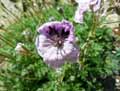 Erodium foetidum