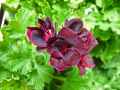 Geranium Lord Bute 