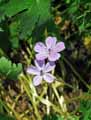 Geranium albanum
