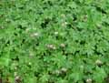 Geranium albanum