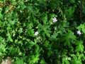 Geranium albanum