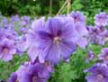 Geranium himalayense, Geranium grandiflorum