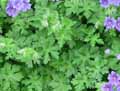 Geranium himalayense, Geranium grandiflorum