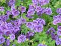 Geranium himalayense, Geranium grandiflorum