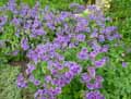 Geranium himalayense, Geranium grandiflorum