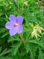 Geranium himalayense, Geranium grandiflorum