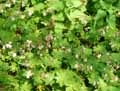 Geranium macrorrhizum