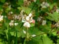 Geranium macrorrhizum