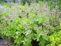 Geranium macrorrhizum