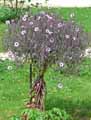Geranium maderense