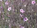 Geranium maderense