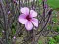 Geranium maderense