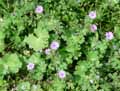 Geranium molle
