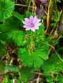 Geranium molle