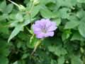 Geranium nodosum