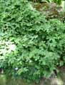Geranium nodosum