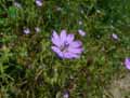 Geranium pyrenaicum