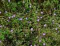 Geranium pyrenaicum