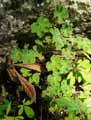Geranium renardii
