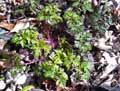 Geranium robertianum