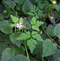 Geranium robertianum