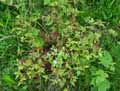 Geranium robertianum