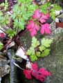Geranium robertianum