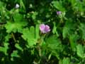 Geranium rotundifolium
