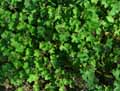 Geranium rotundifolium